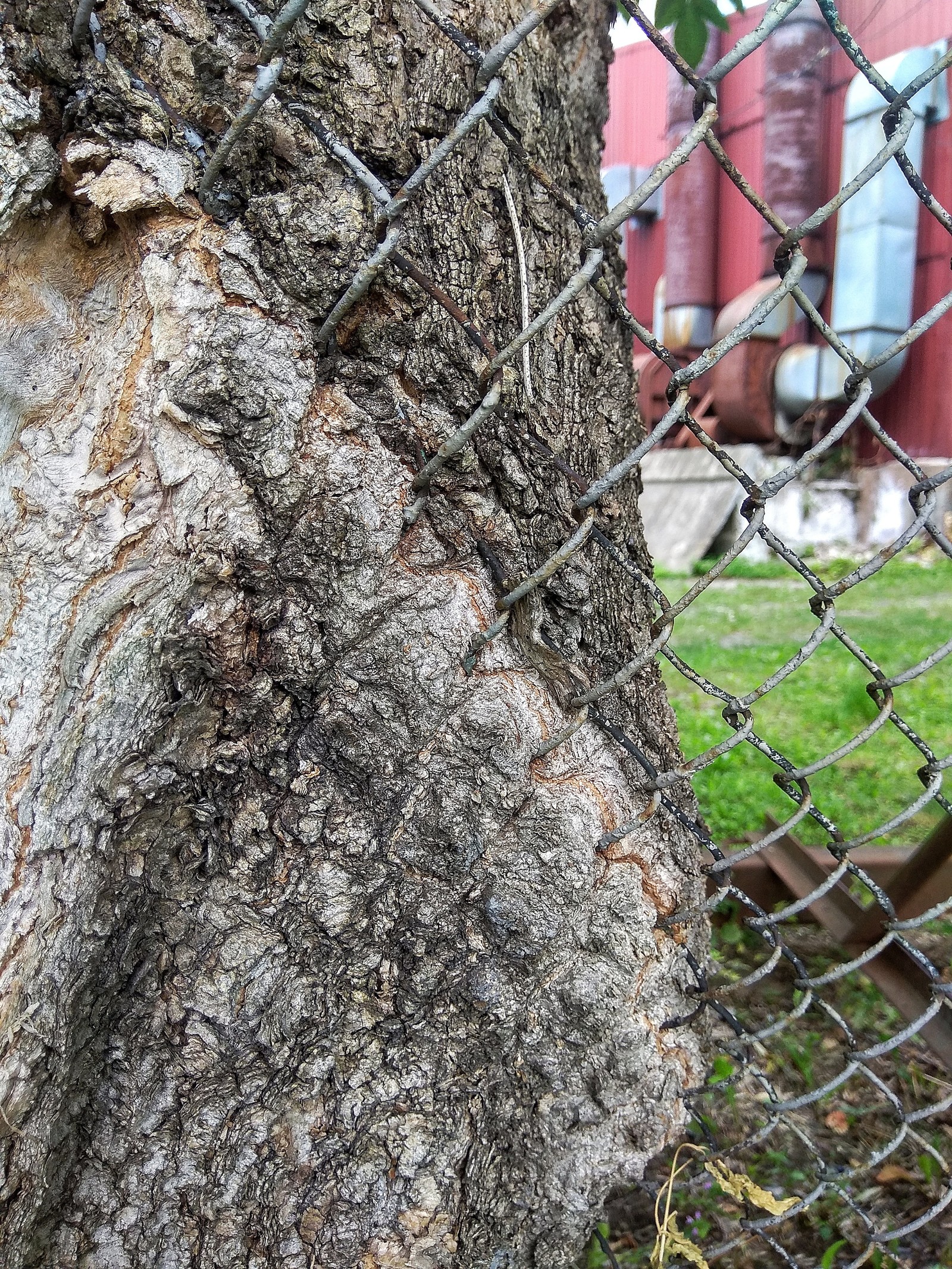 A symbiosis that has been created over the years... - My, Symbiosis, Fence, Tree, My, Xiaomi Redmi Note 4X