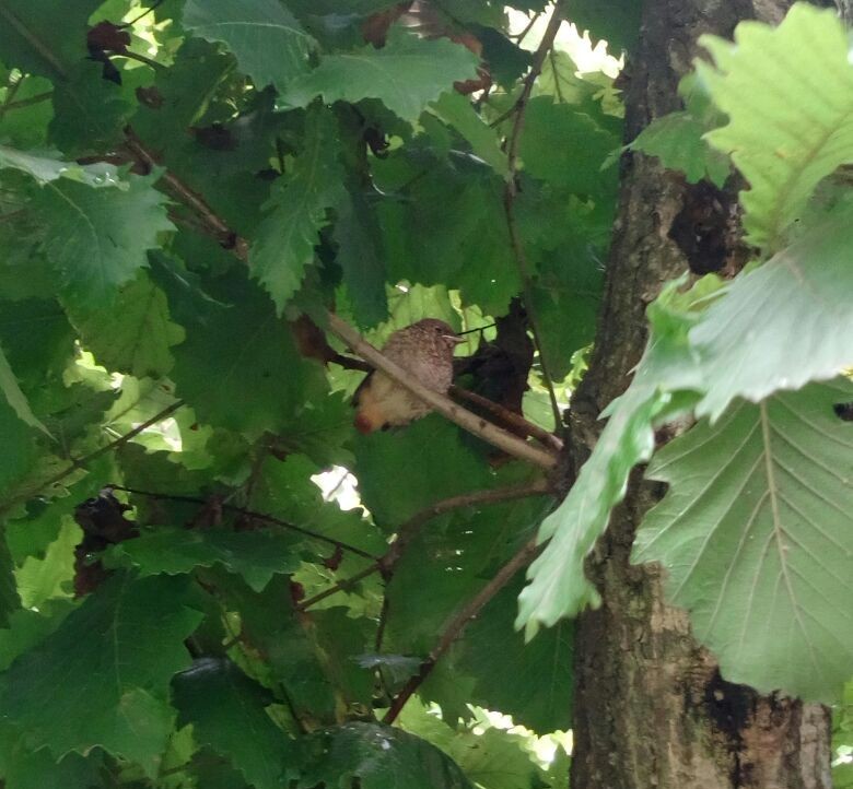 What kind of bird? - My, What kind of bird?, Vladivostok