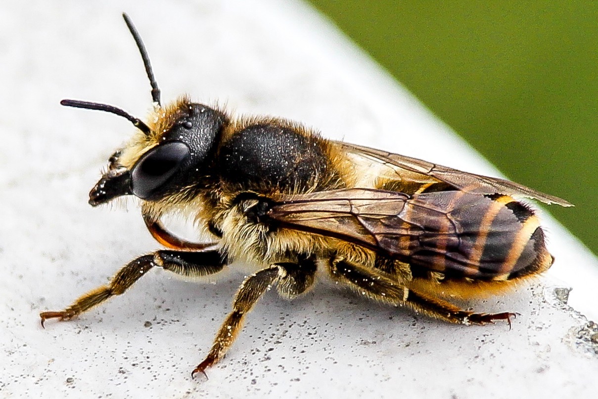 few insects - My, The photo, Thistle, Insects, Longpost