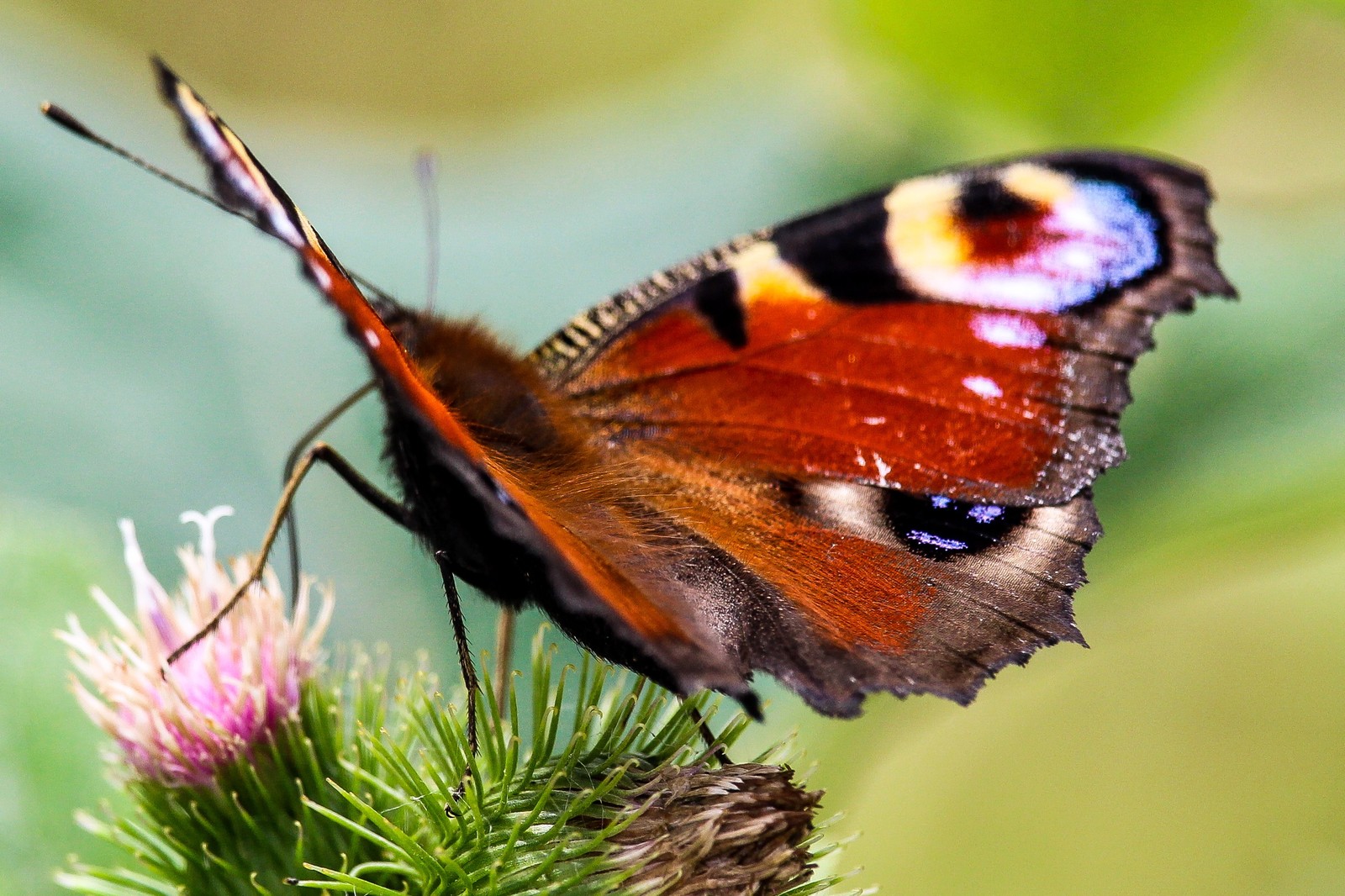 few insects - My, The photo, Thistle, Insects, Longpost