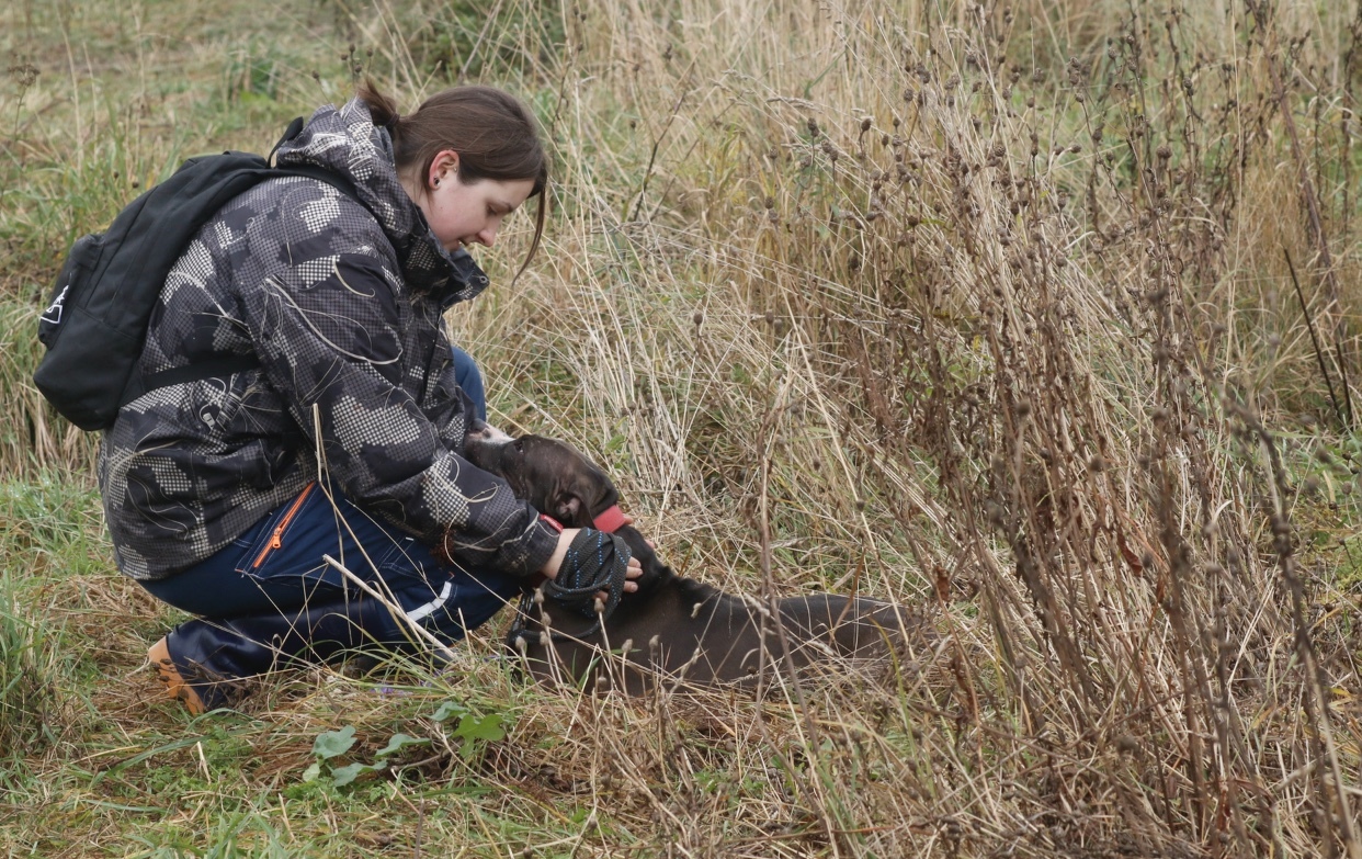 My shelter dog - My, Sheremetyevo Shelter, Dog, Longpost, Animal shelter