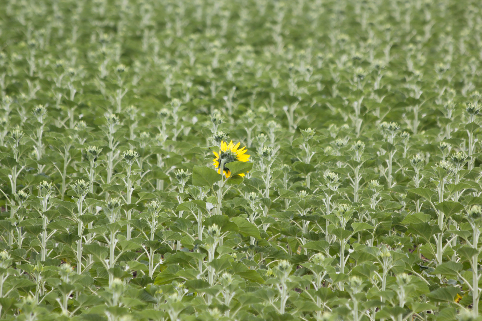 Upstart or not like everyone else - My, Canon EOS 550D, Altai, Sunflower, Longpost, Flowers, Field, The photo, Altai Republic