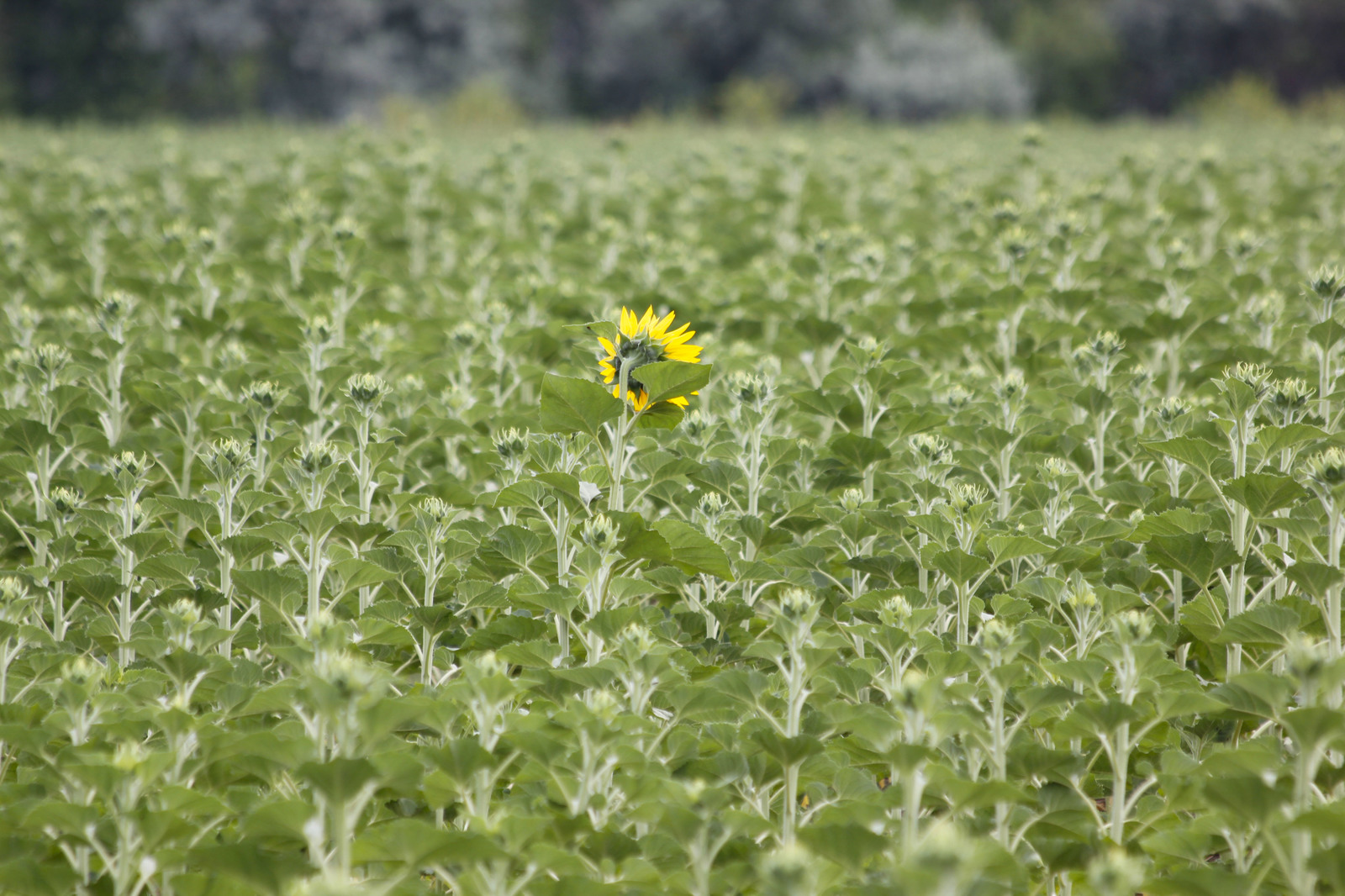 Upstart or not like everyone else - My, Canon EOS 550D, Altai, Sunflower, Longpost, Flowers, Field, The photo, Altai Republic