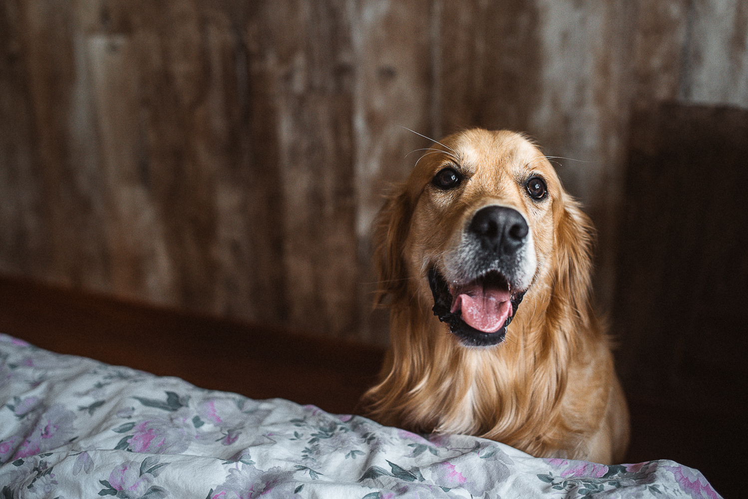 When the house is always warm and cozy. - My, My, The photo, Family photo, Golden retriever, Family, Photographer, PHOTOSESSION, Longpost