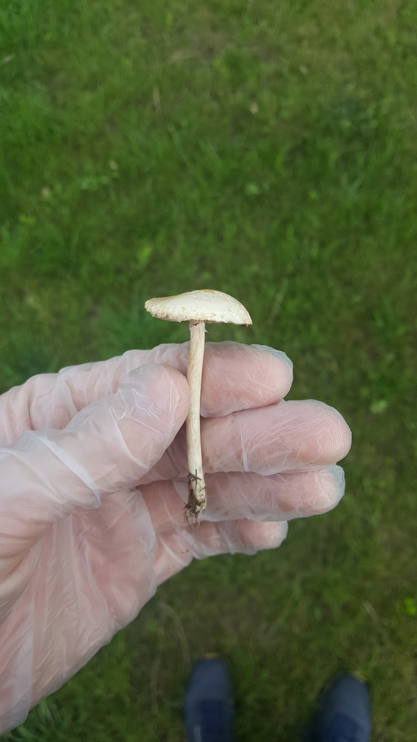 Mushrooms - My, Toadstool, Mushrooms, Longpost