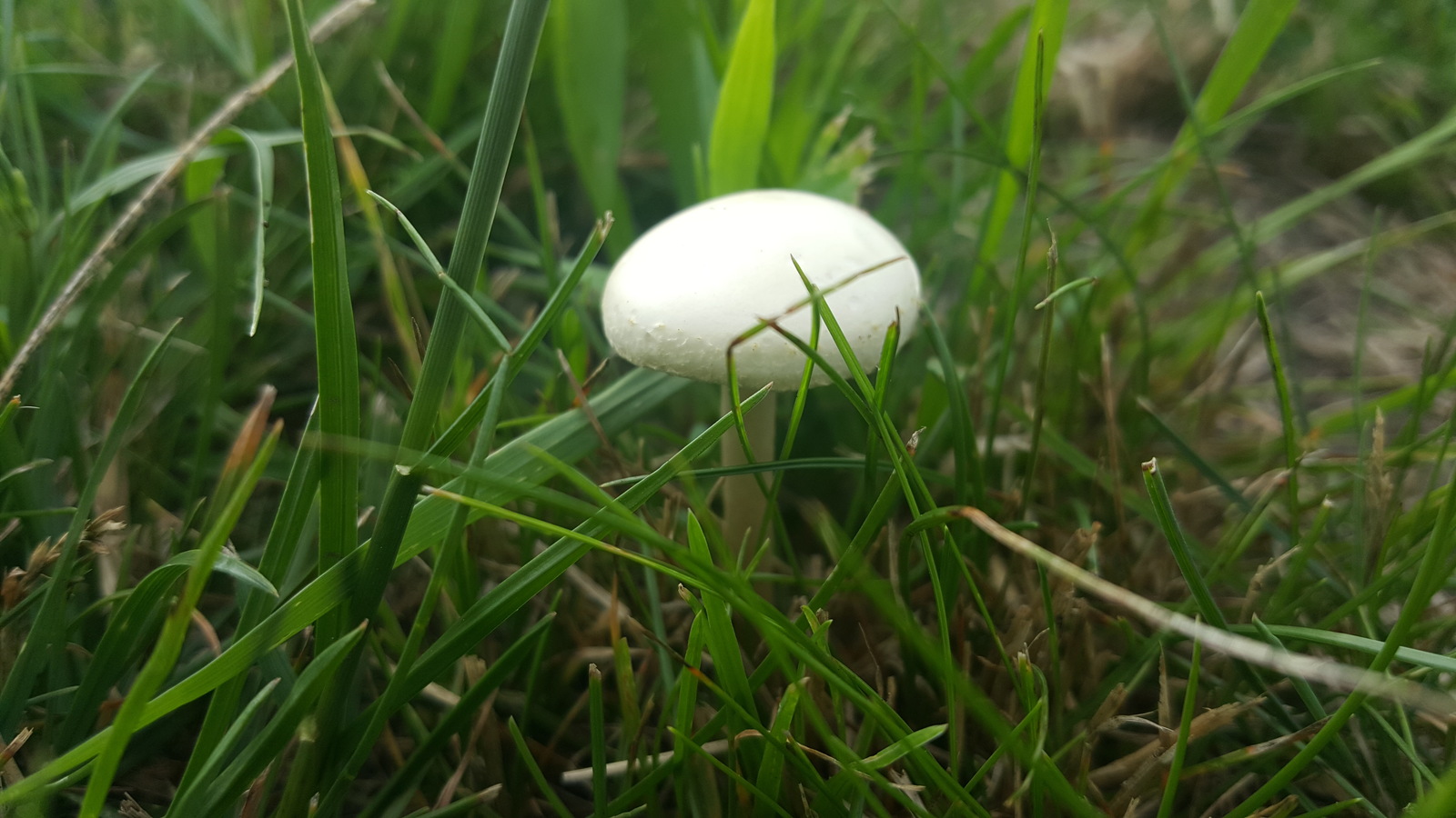 Mushrooms - My, Toadstool, Mushrooms, Longpost