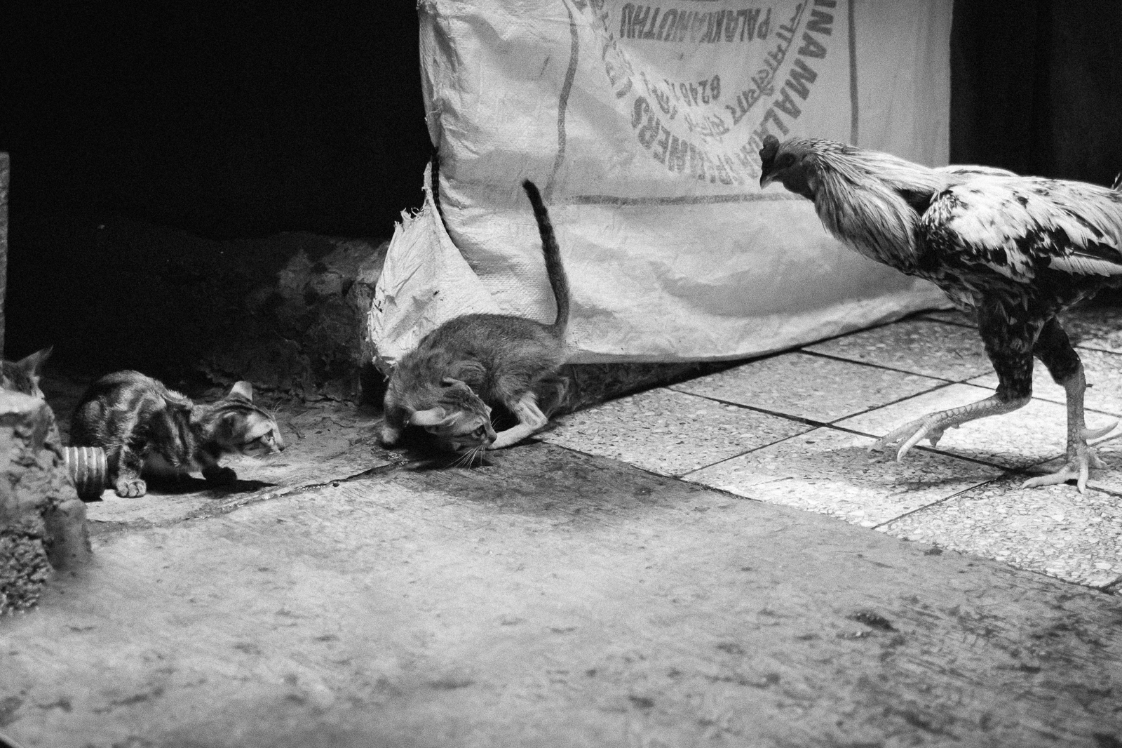 Before the battle - My, The photo, Kittens, Black and white photo, India, cat