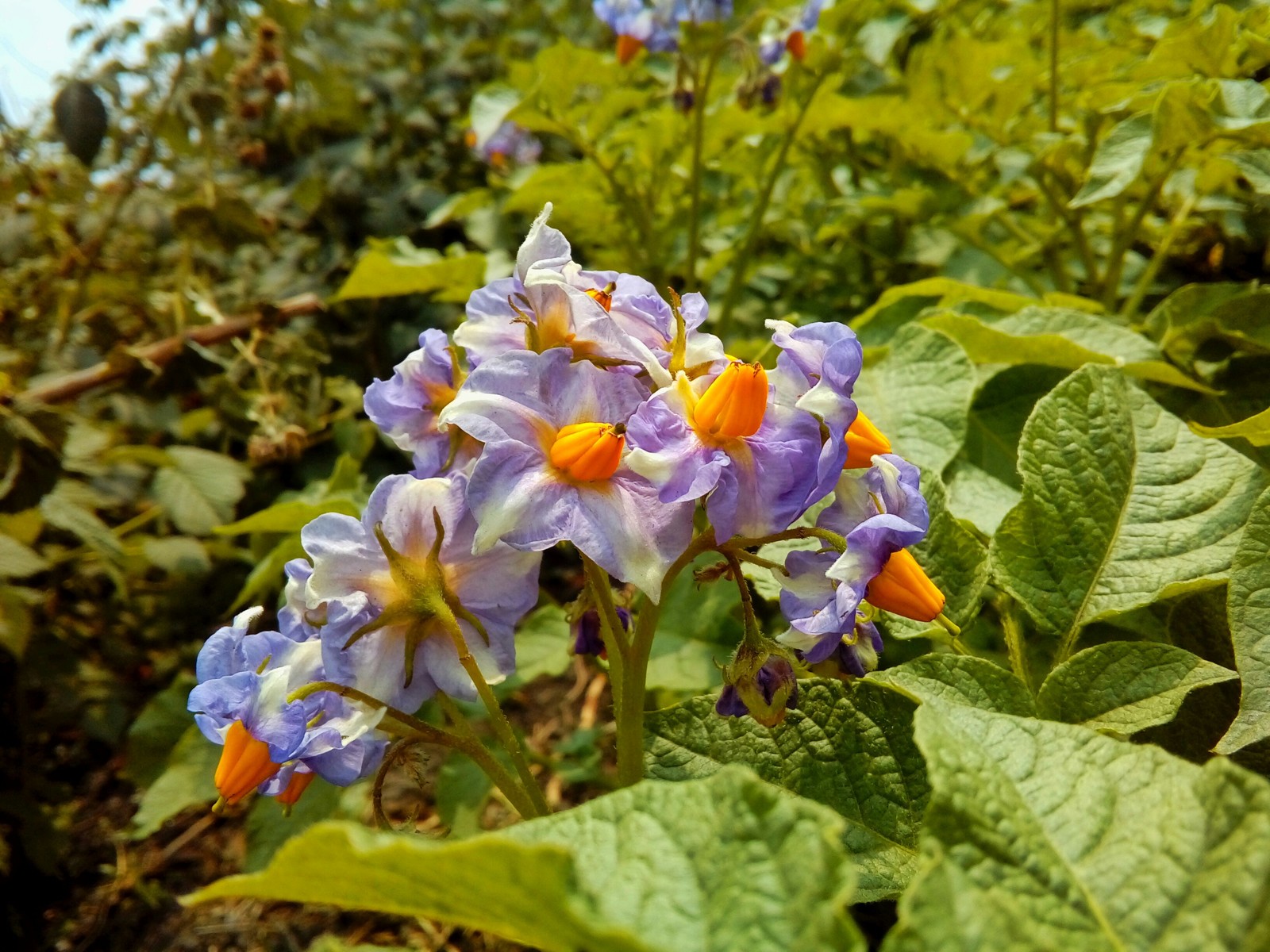 Potato flowers post - My, The photo, Flowers, Potato