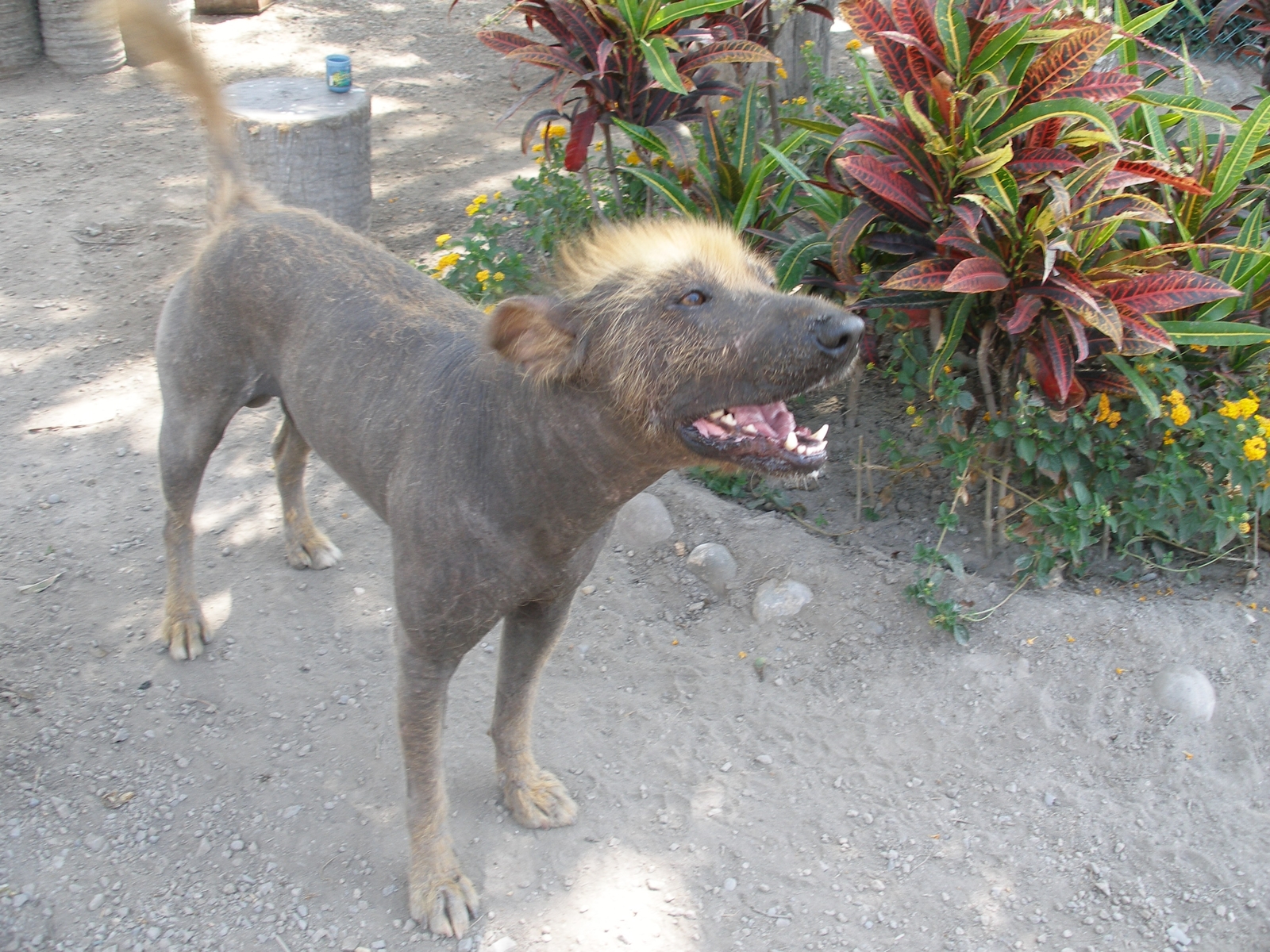 Funny and very ancient breed of dog. - Dog, Milota, Latin America, Longpost, Dog breeds, Peruvian naked