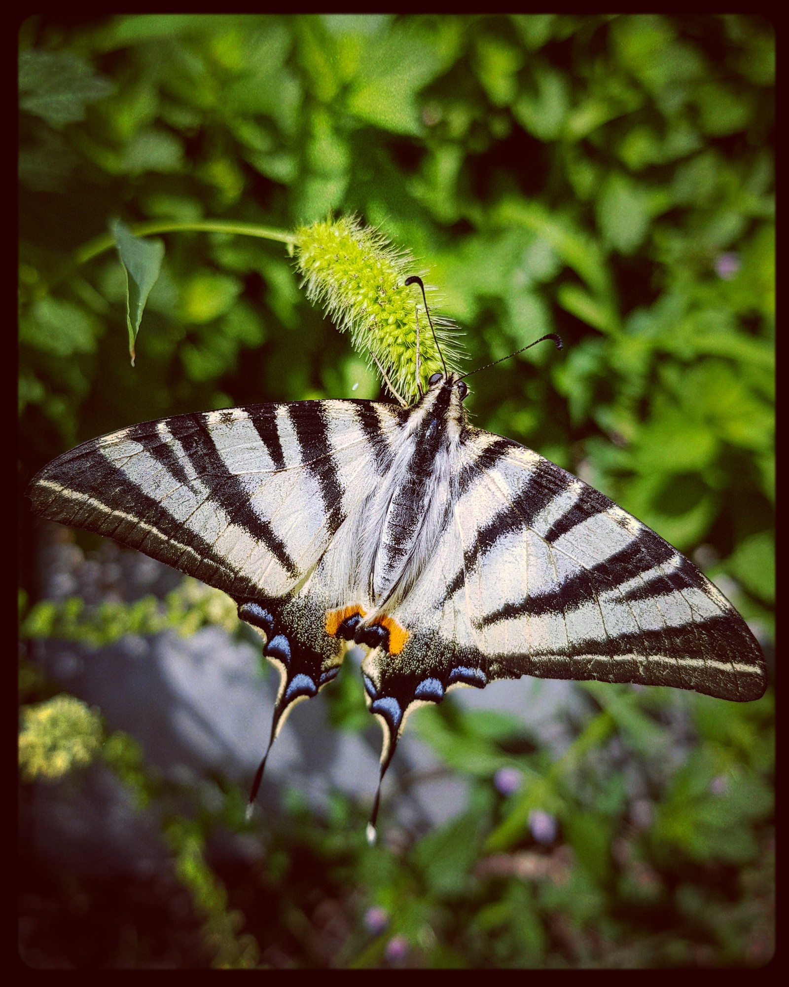 furry monster - My, Butterfly, Photo on sneaker