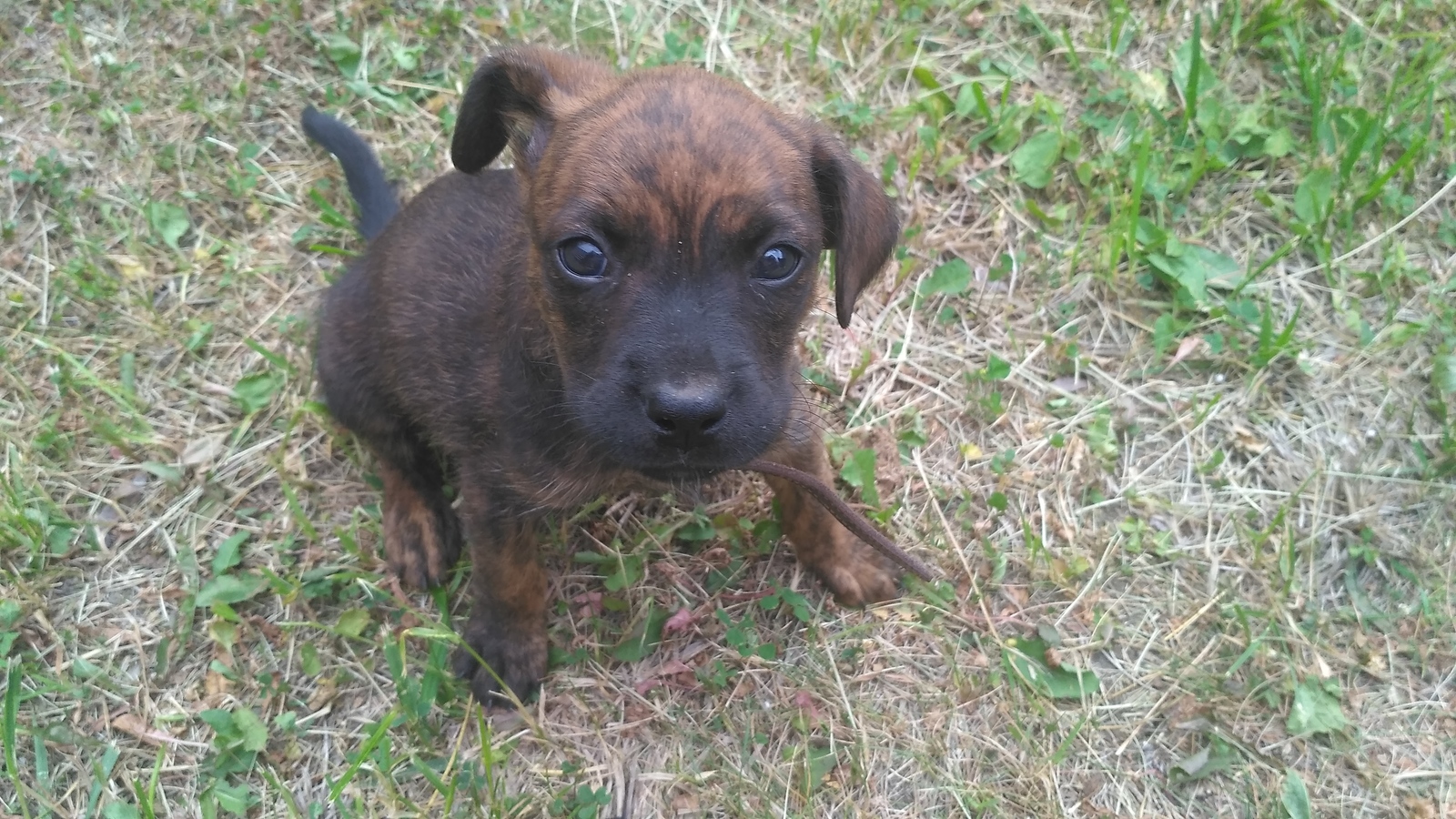 I will give a pit bull puppy (mix) in good hands - My, In good hands, No rating, Puppies, Dog, Longpost