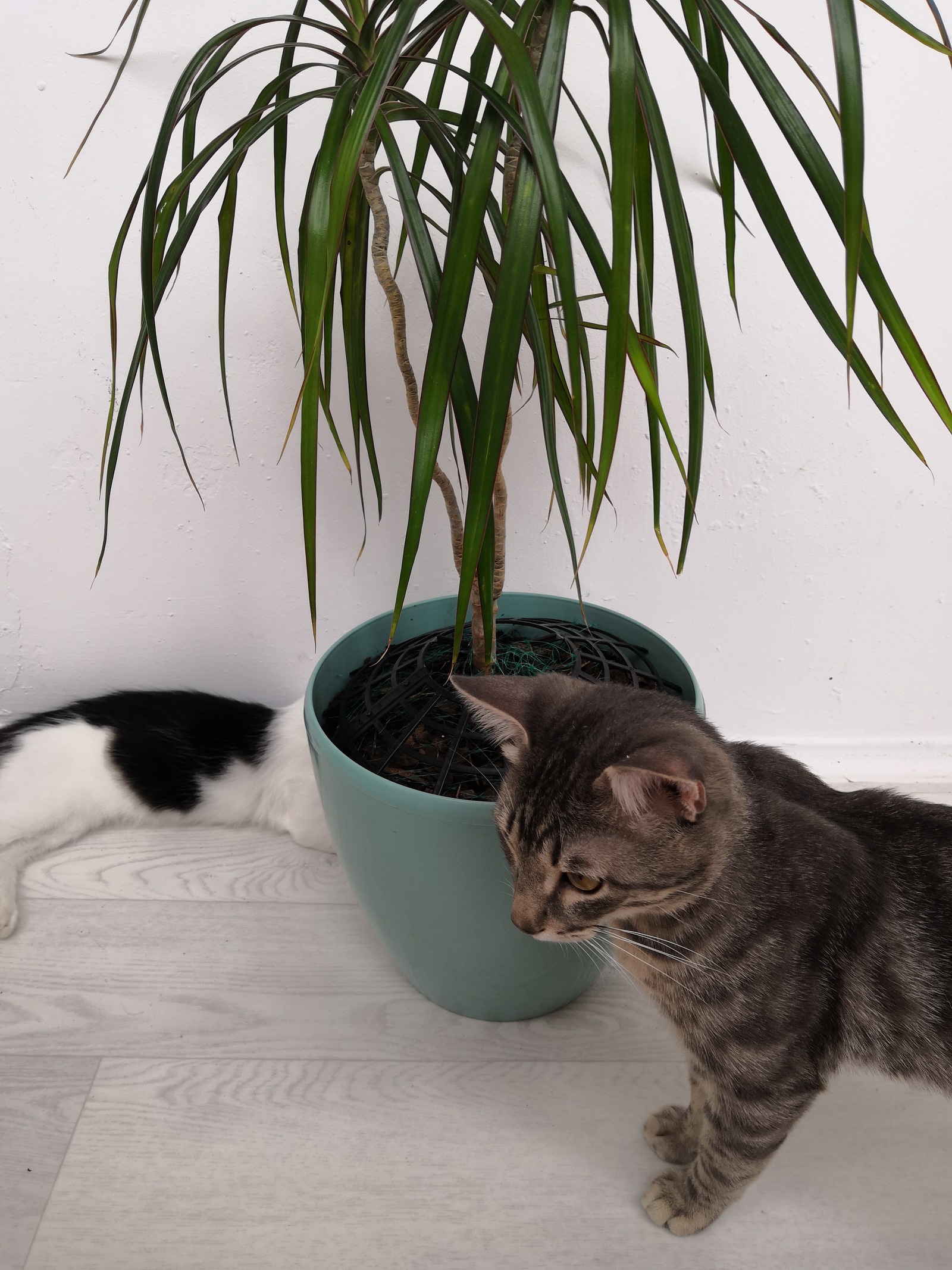 How to protect indoor plants from cats - My, cat, Houseplants, Longpost