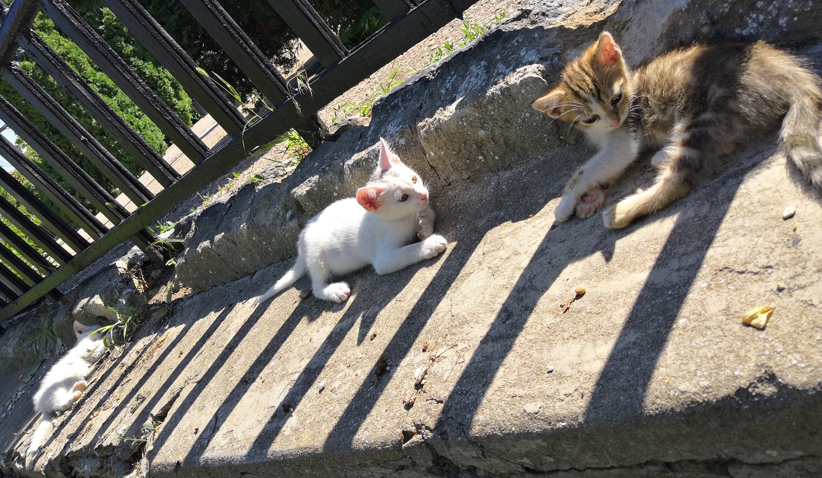 Crimean cats - My, Crimea, cat, Kindness, Longpost