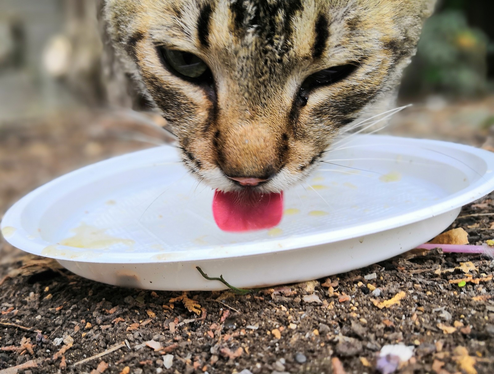 Crimean cats - My, Crimea, cat, Kindness, Longpost