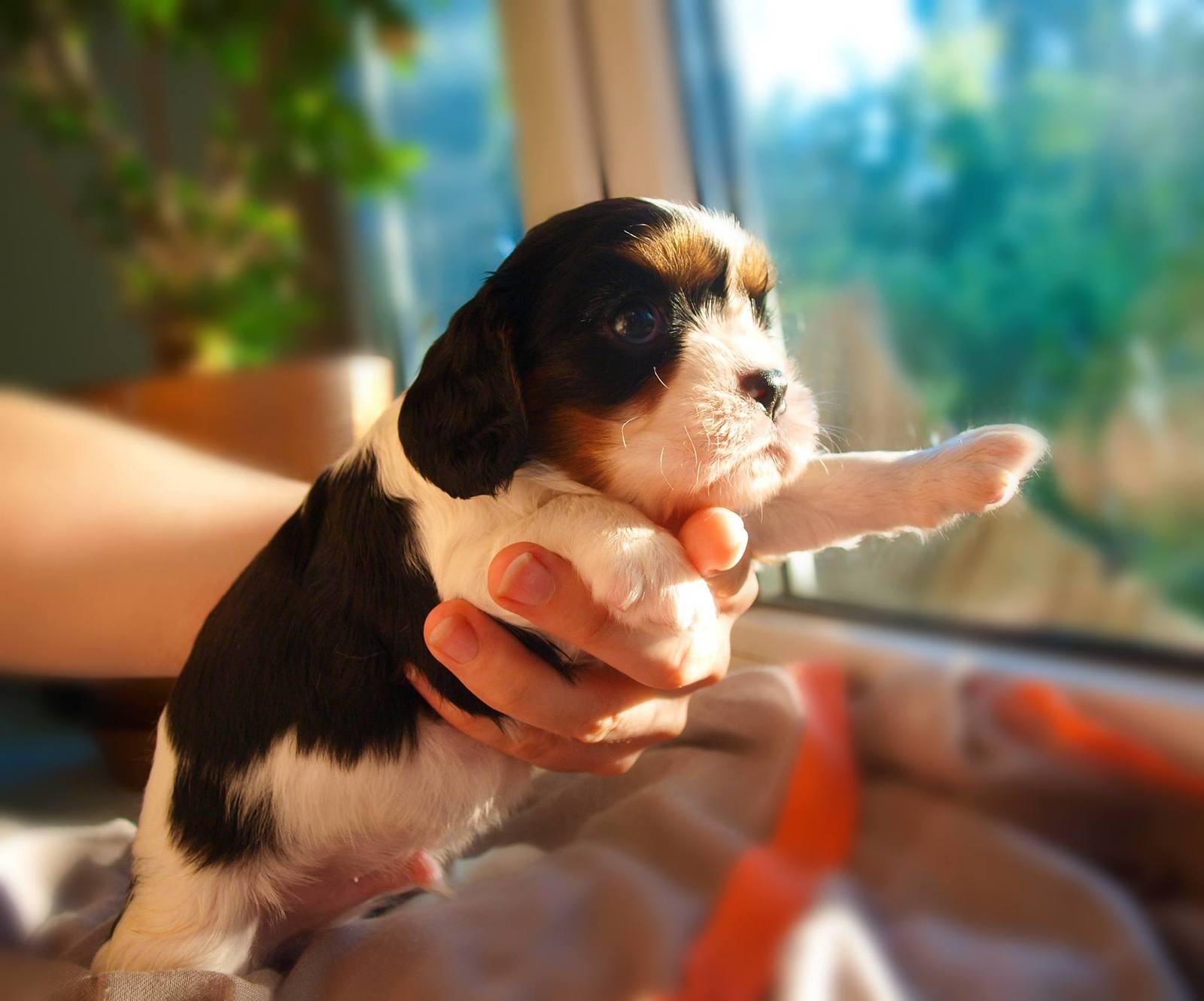 Learning to fly - My, Cavalier king charles spaniel, Dog