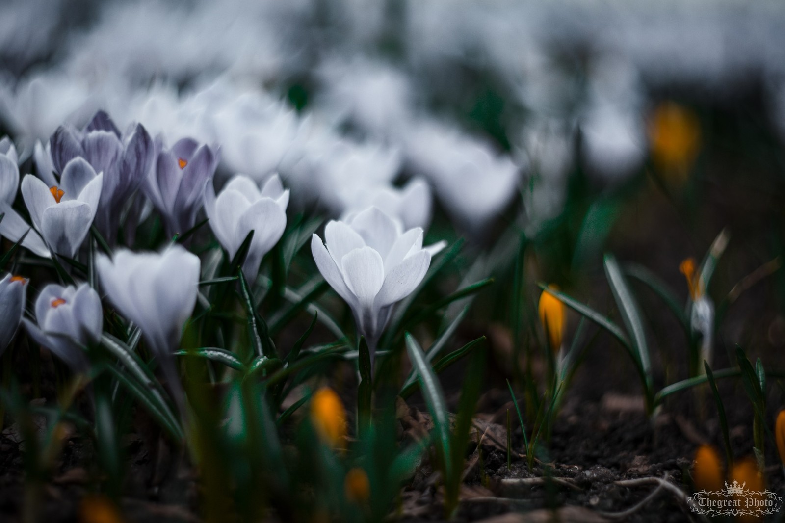 Atmosphere post #5 - My, My, Nature, Helios, The photo, Tamron, Art, Longpost