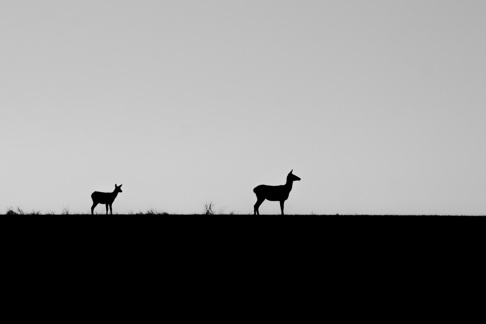 Met deer in the field - My, Deer, Animals, Nature, The photo, Longpost, Deer