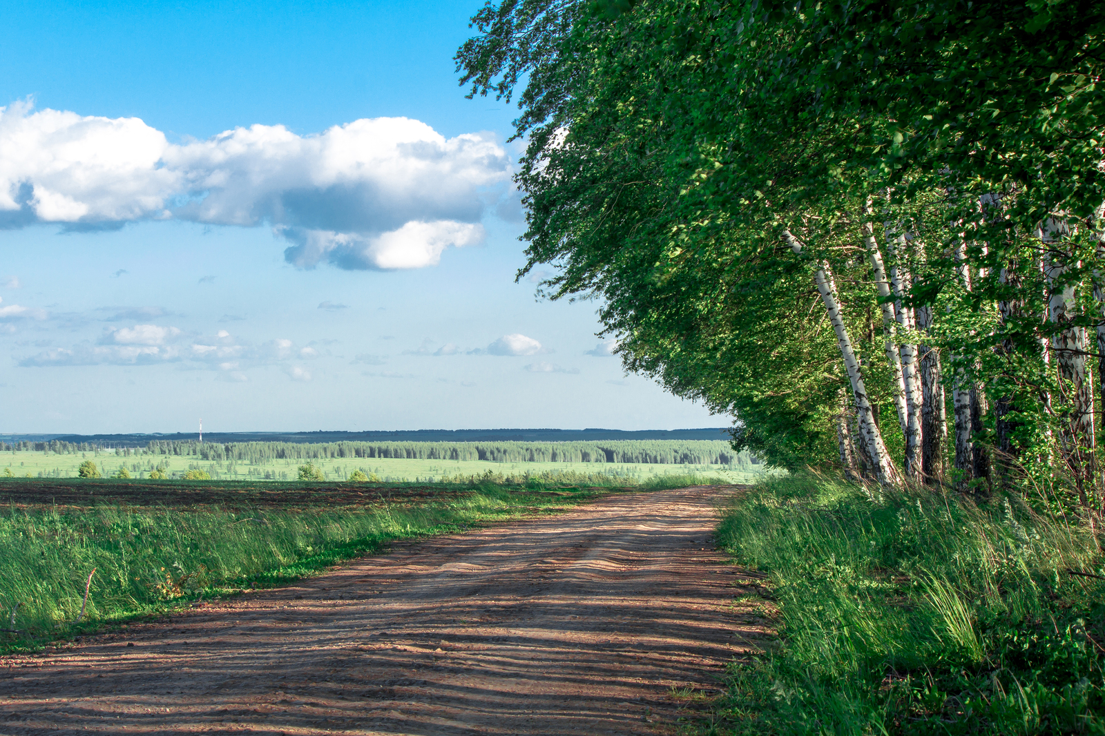 Midsummer - My, The photo, Summer, Landscape, Birch, Clouds