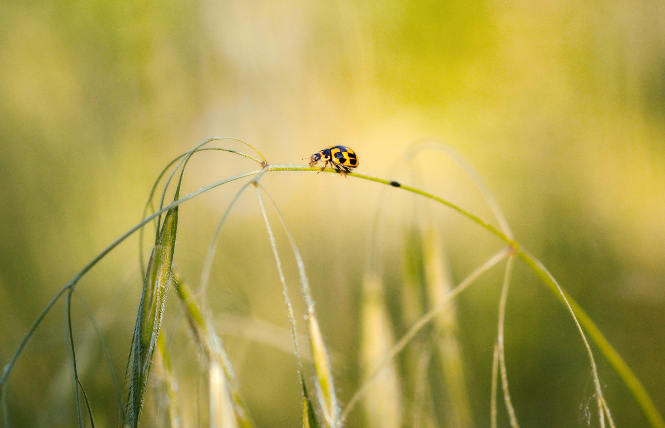 Little Cow's Big Journey. - My, ladybug, Insects, , Жуки, The photo