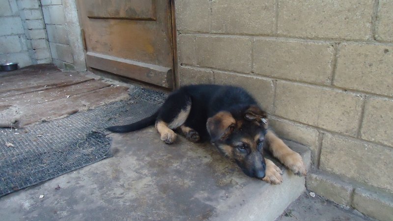 The fate of one puppy - Dog, Puppies, The rescue, German Shepherd, Longpost, Good people