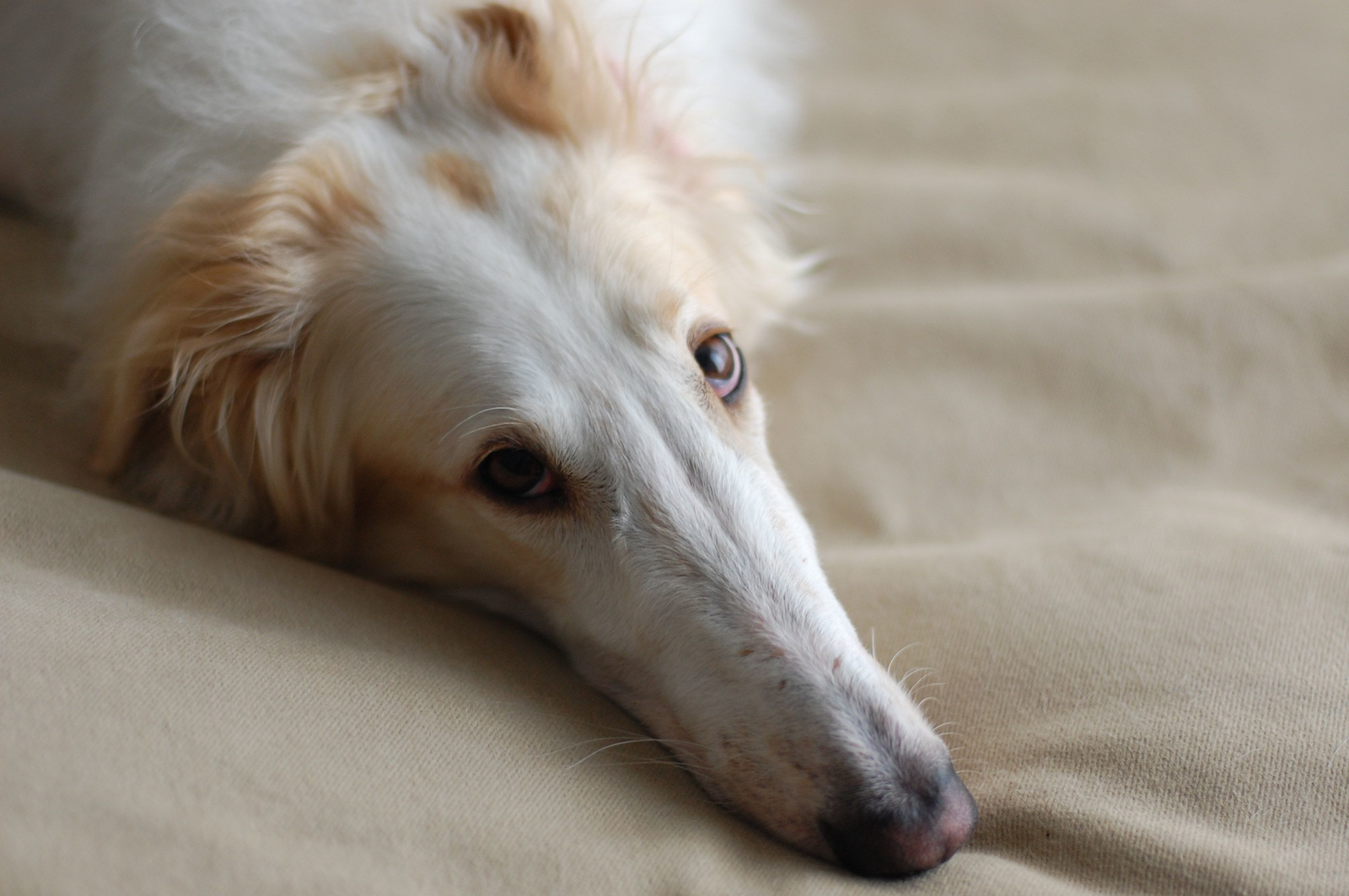 Book of Animals: Russian Borzoi - My, Dog, Russian Greyhound, Pets, Zoology, Humor, Nature, Animal book, Longpost