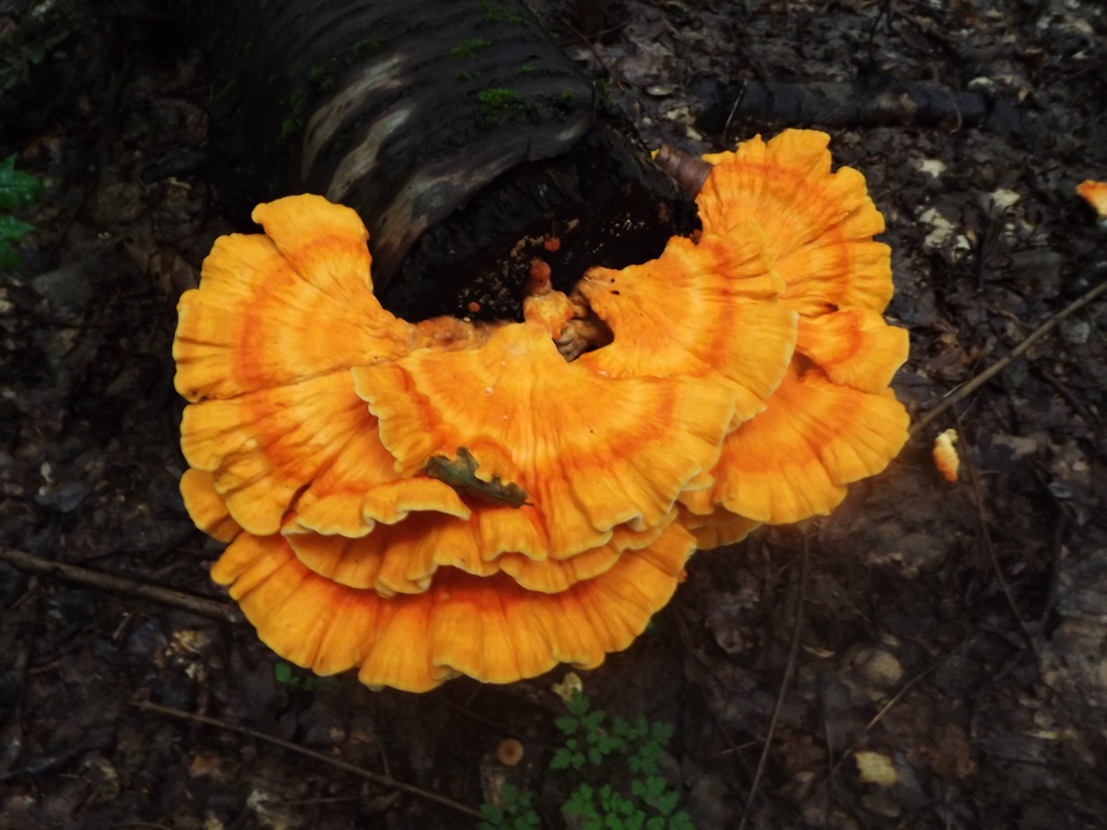 Entertaining mushrooms - My, Mushrooms, The photo, Forest, Porcini, Longpost