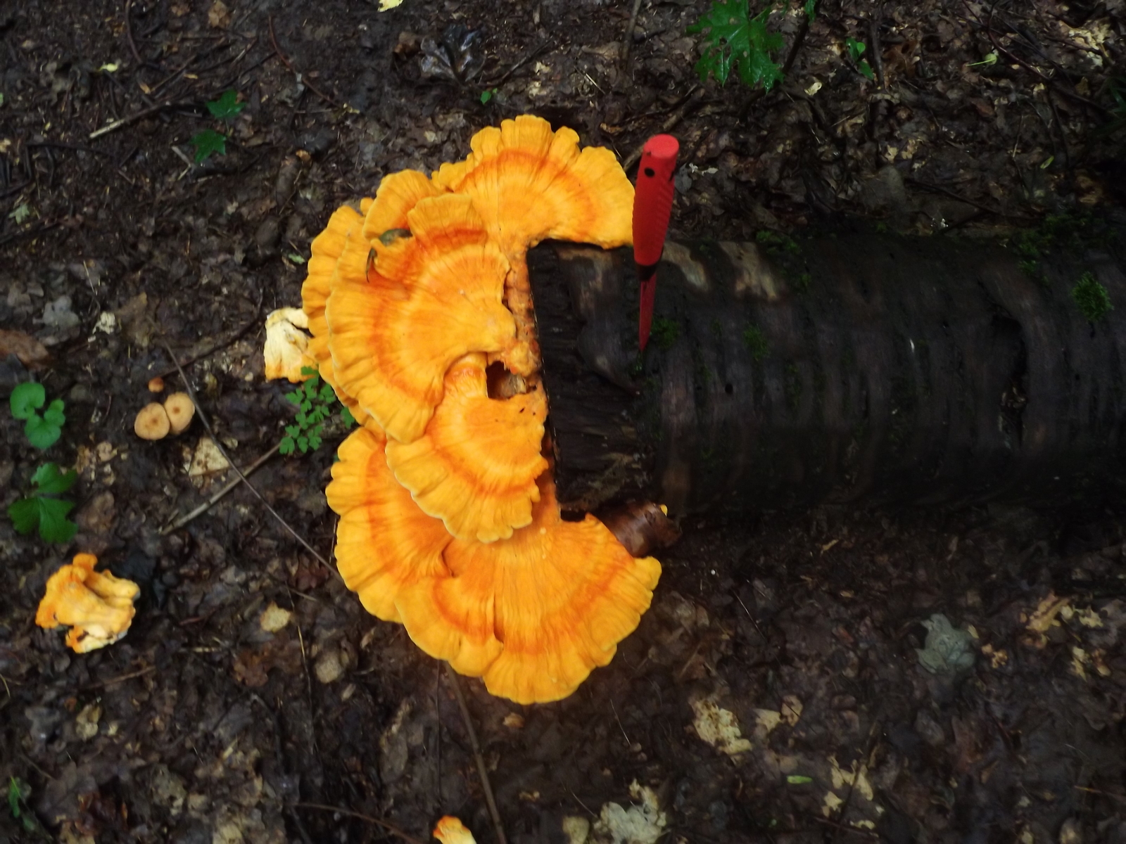 Entertaining mushrooms - My, Mushrooms, The photo, Forest, Porcini, Longpost