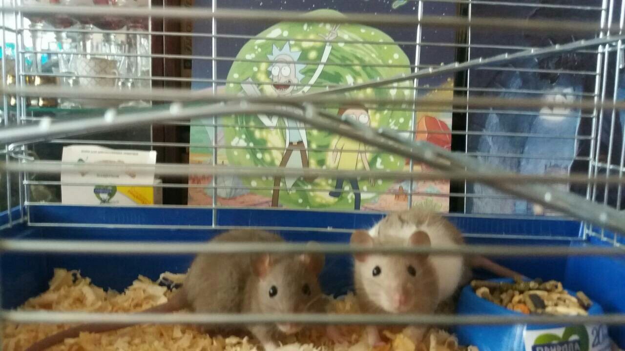 Shusha and Morty - My, Decorative rats, Rat, My, Longpost