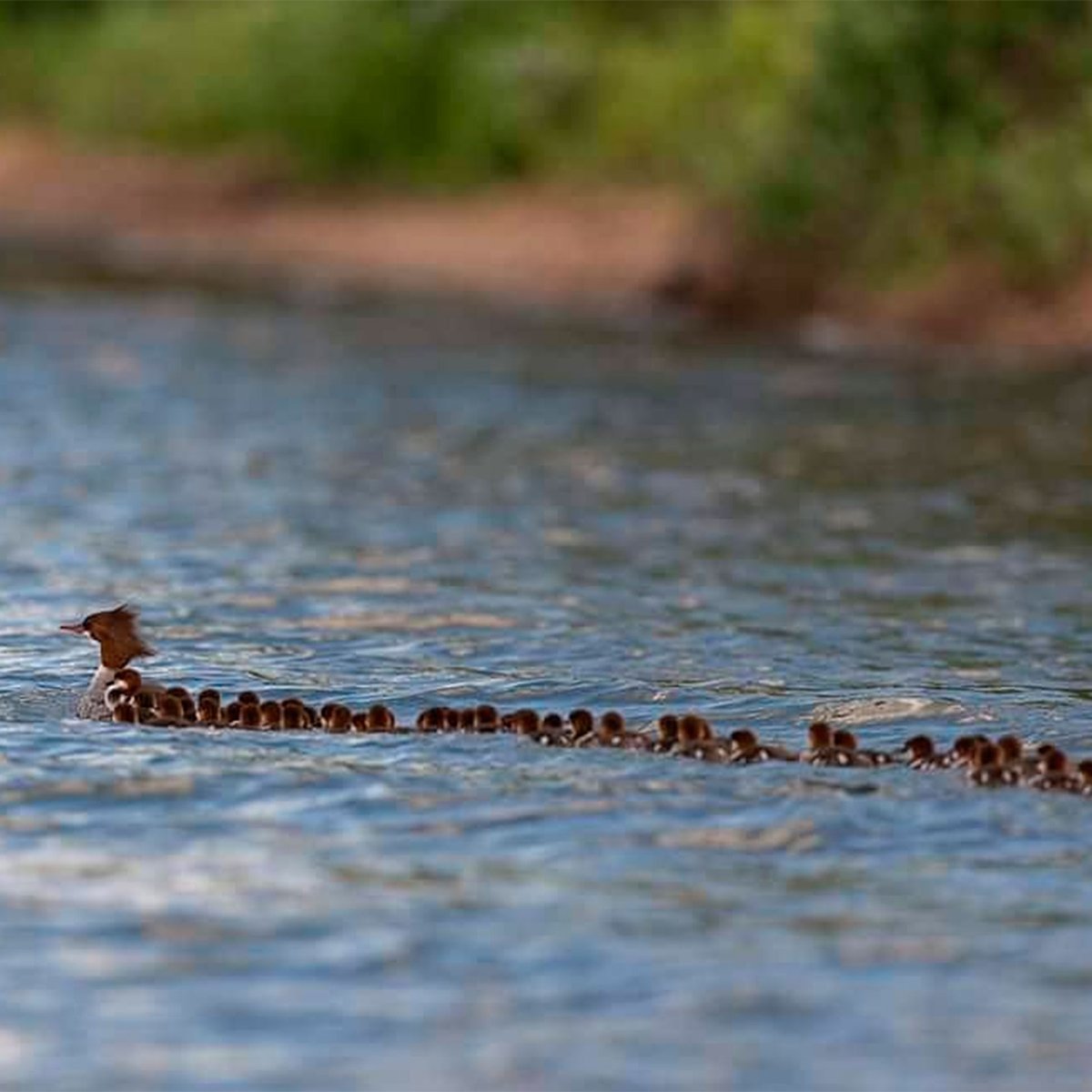 Duck Kindergarten - Nature, Animals, Birds, Ducklings, Kindergarten, Tvzvezdaru, Milota, USA