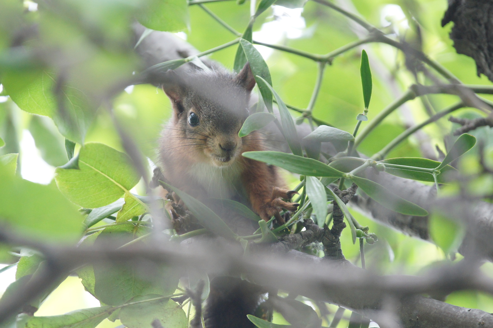 Train better on proteins - My, , The photo, Animals, Longpost, Squirrel