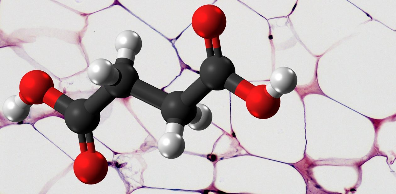 Succinic acid as an anti-obesity remedy - for those who have preserved brown fat - Brown fat, Fat, Obesity, , Succinic acid, Metabolism