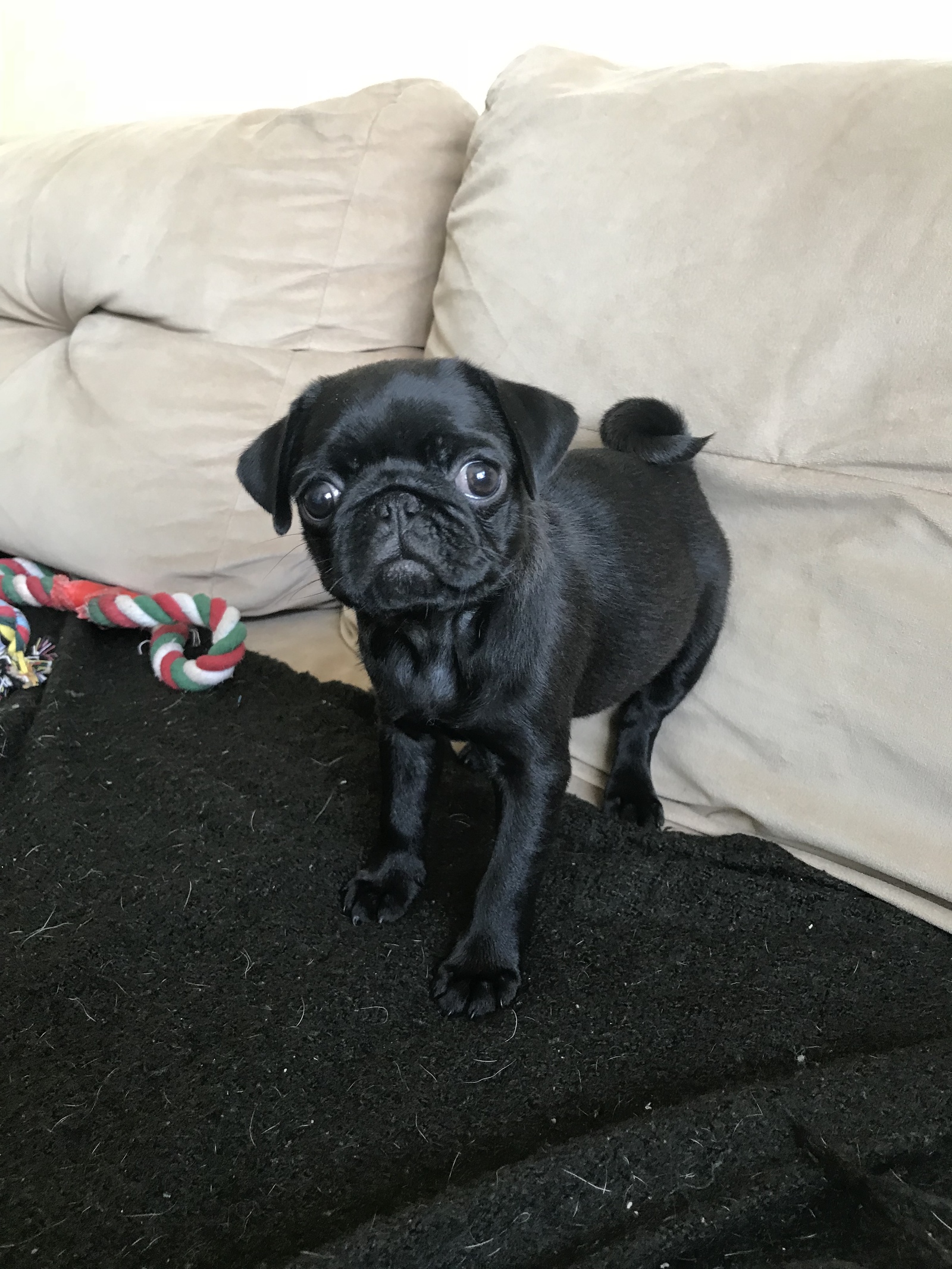 Our little Matilda - My, Pug, Milota, Puppies, Dog