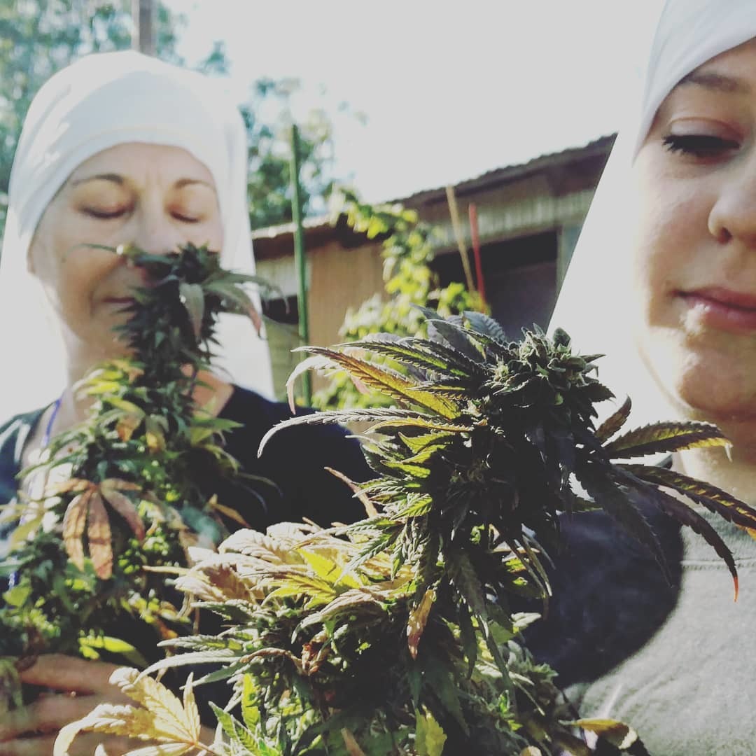 Камеди сестры конопля почему не дает марихуана
