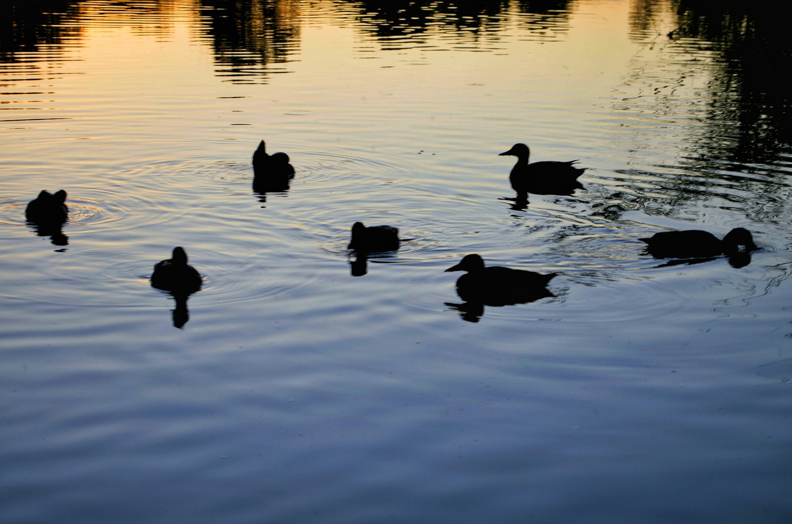 duck ritual - My, Nature, Duck, The photo, I want criticism, Beginning photographer