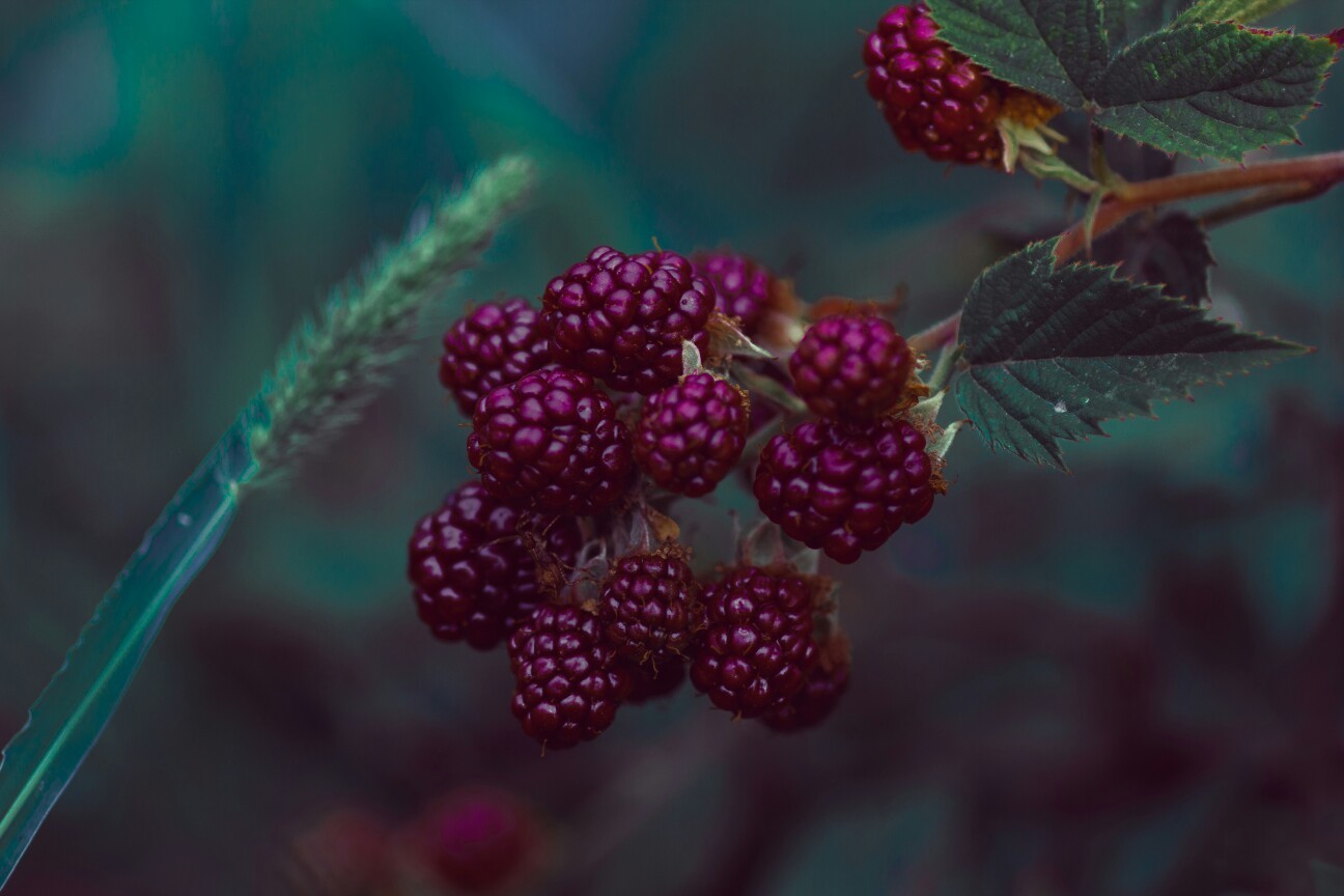 Berry and toad) - My, The photo, Berries