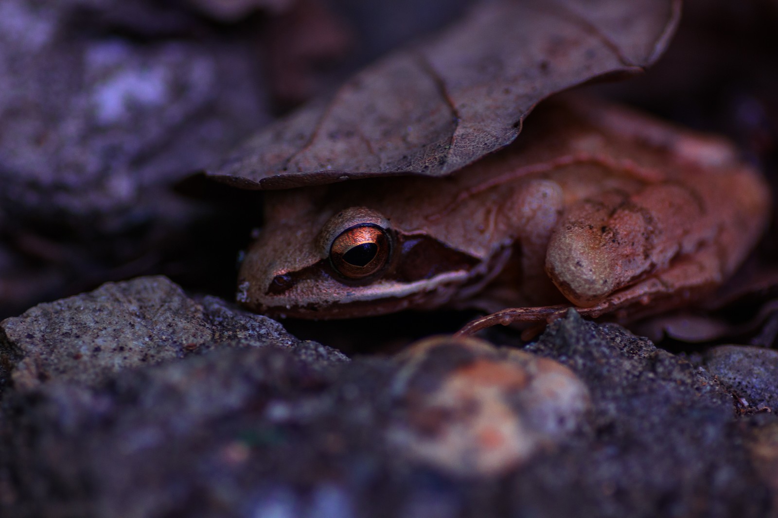 Berry and toad) - My, The photo, Berries