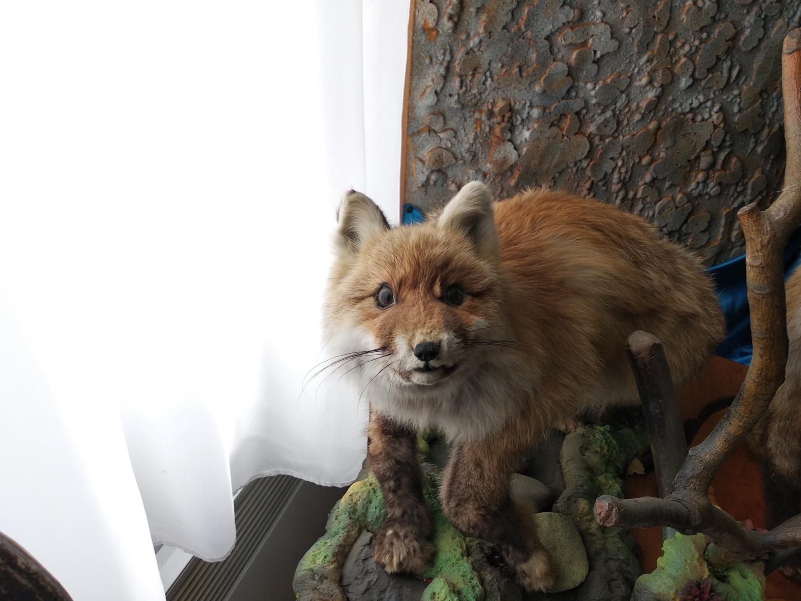 A stuffed fox that has seen a lot. Museum on Olkhon Island - My, Fox, Scarecrow, Stubbornness, Olkhon, Longpost