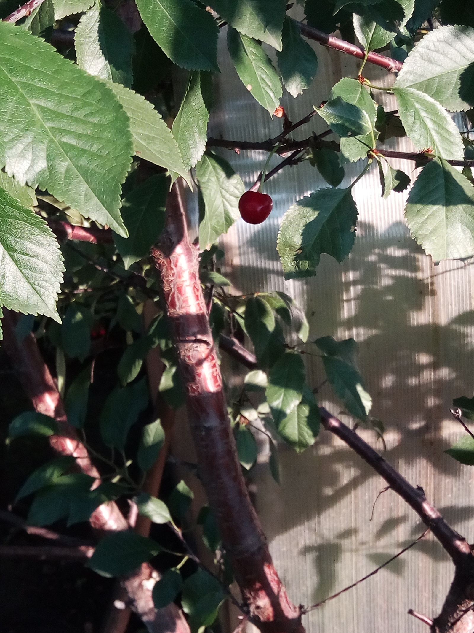 Garden-garden near Novosibirsk - My, My, Garden, Summer, Siberia, Longpost