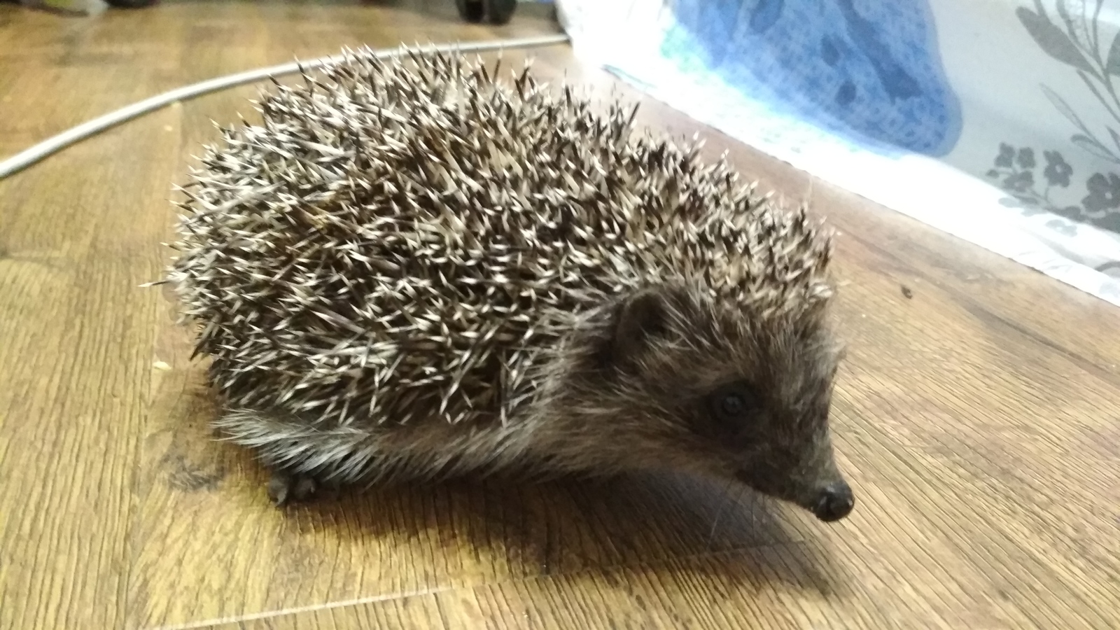 Hedgehog - My, Hedgehog, Night, Animals, Longpost