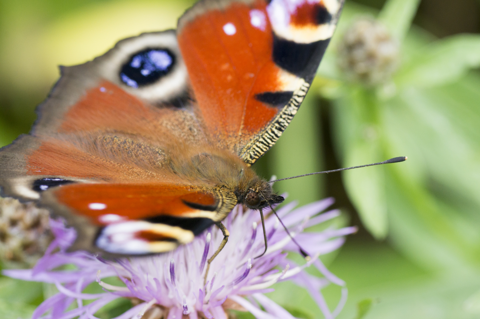 Do you love butterflies? I have them! - My, Macro, Insects, Butterfly, Sony alpha 580, , Longpost, Macro photography, Tamron