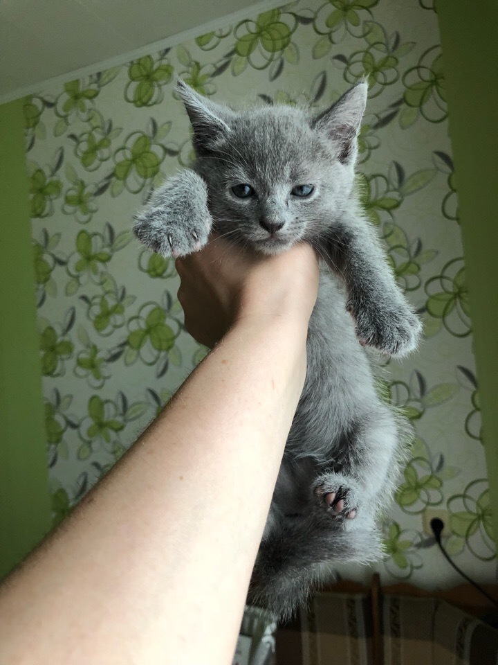 Green-eyed beauties - My, cat, Kittens, Russian blue, Longpost