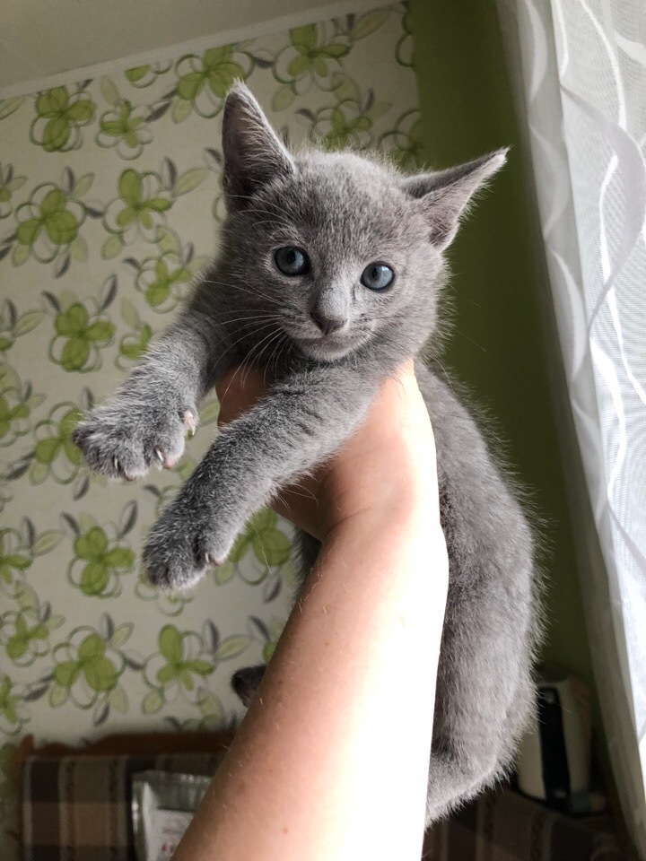 Green-eyed beauties - My, cat, Kittens, Russian blue, Longpost