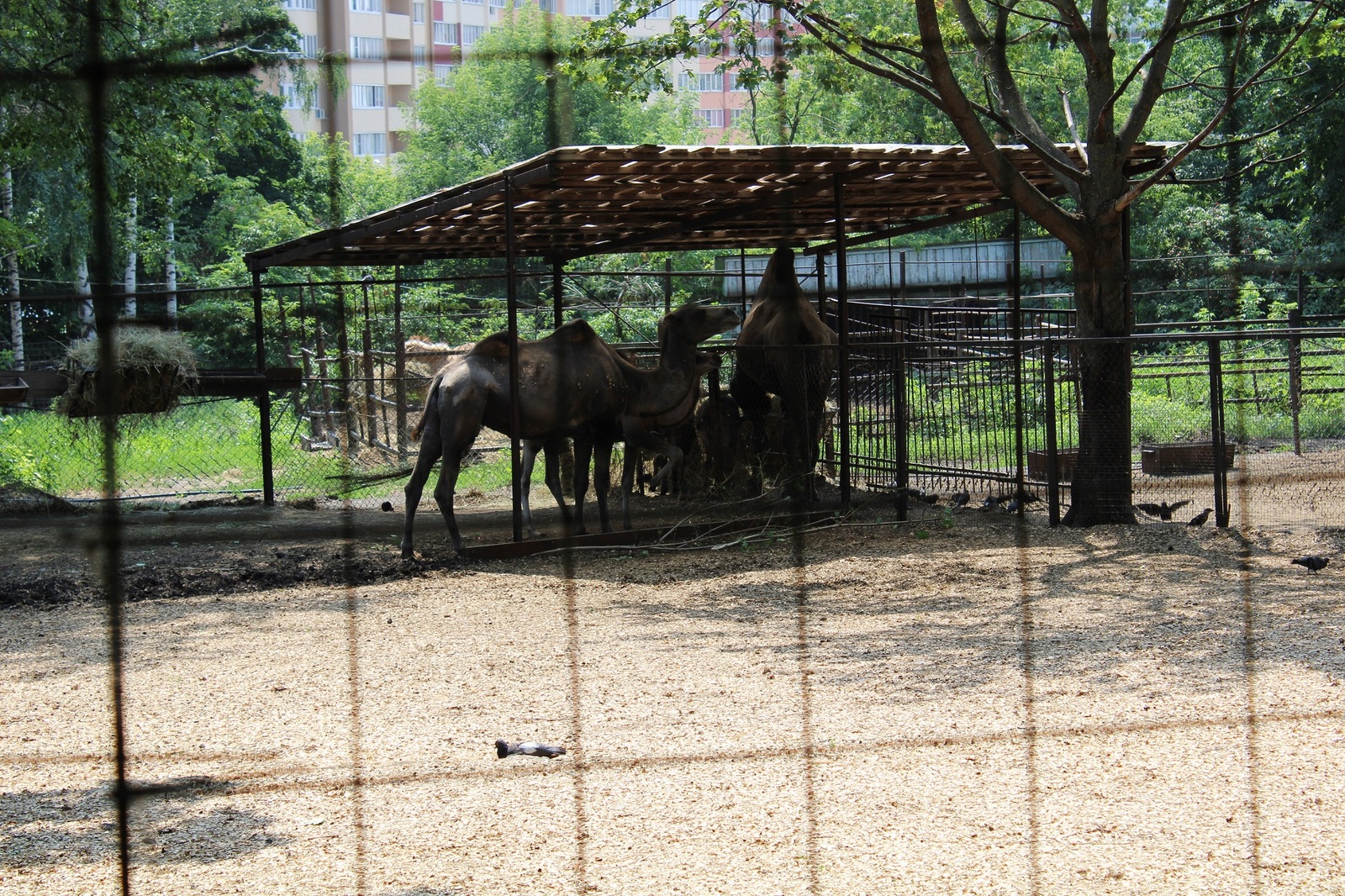 Penza Zoo - the general condition of the enclosures. - My, Penza Zoo, Aviary, , Longpost