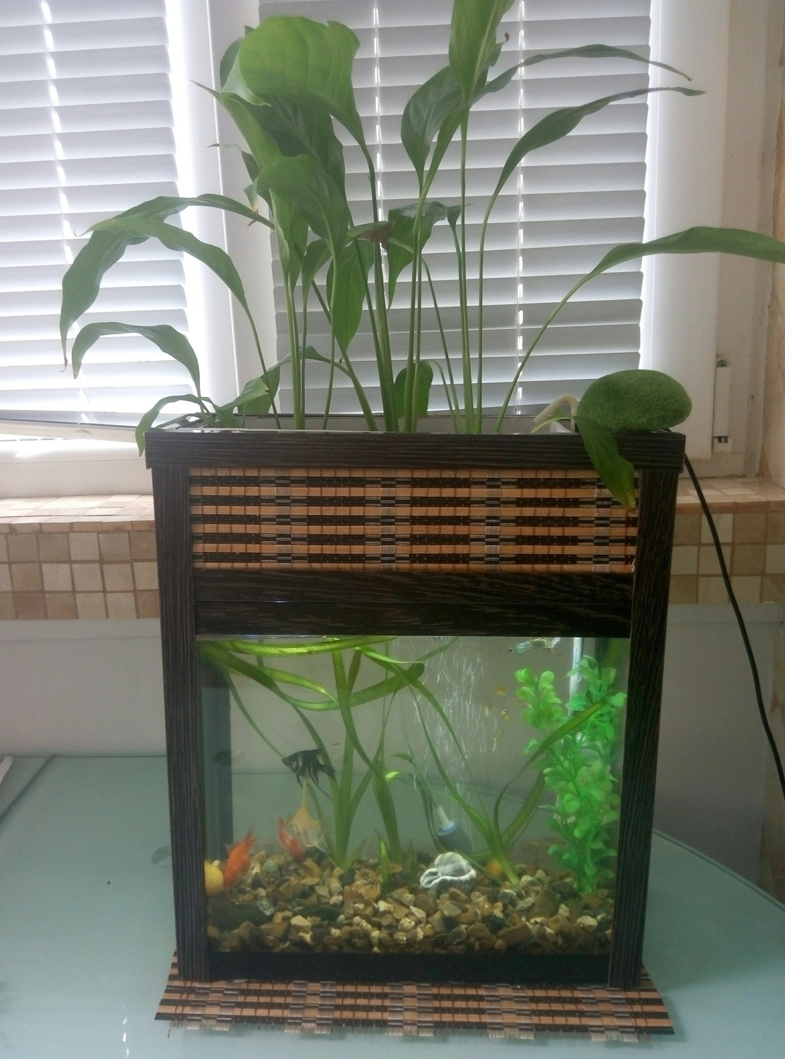 Mini aquarium with phytofilter - My, Aquarium, Phytofilter, Biosystem, Longpost