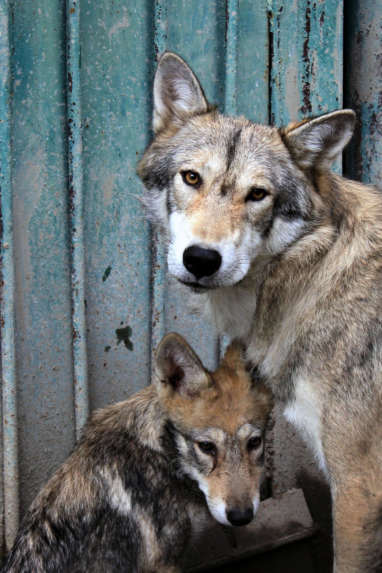 Penza Zoo - the general condition of the enclosures. - My, Penza Zoo, Aviary, , Longpost