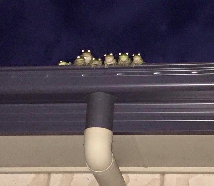 It felt like they were watching me. - The photo, Surveillance, Frogs