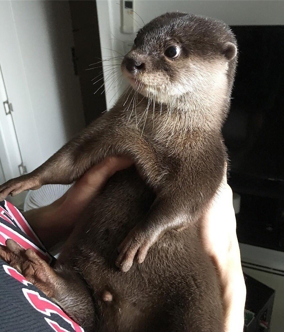 Really cute?))) - Milota, Otter, Honey, Longpost, Animals