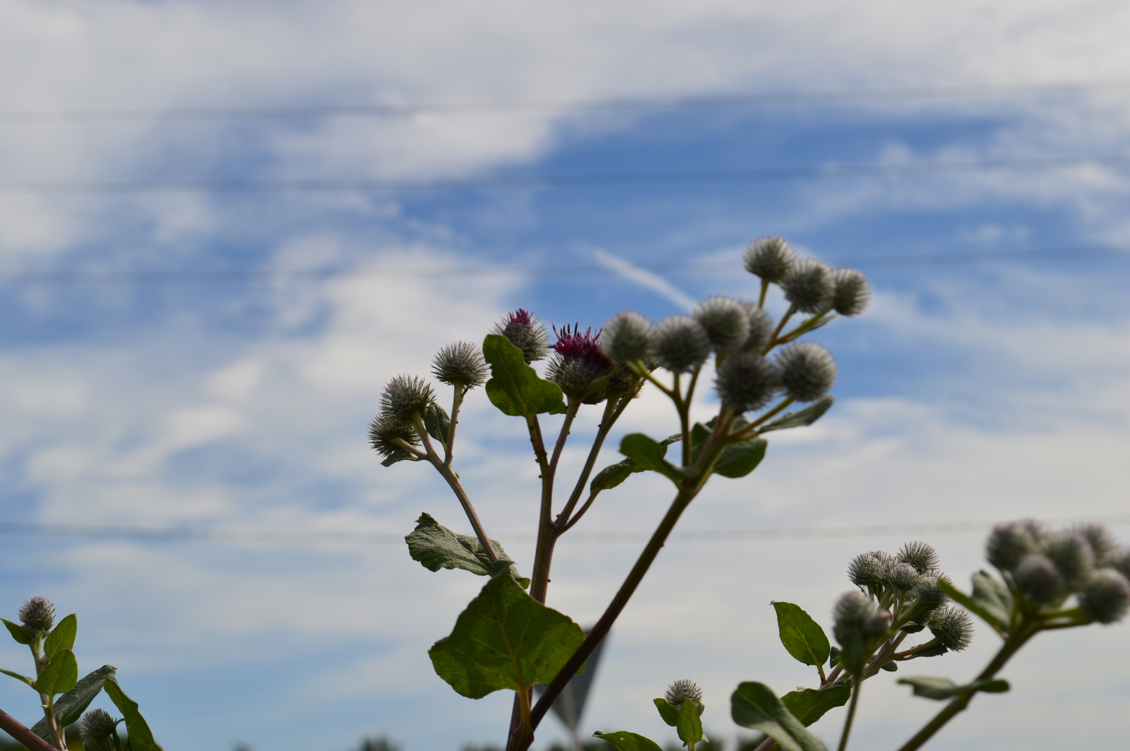 First attempts at photography (part 3). - My, Beginning photographer, Nikon d3200, Cossacks, Macro, Plants, People, Longpost, Macro photography