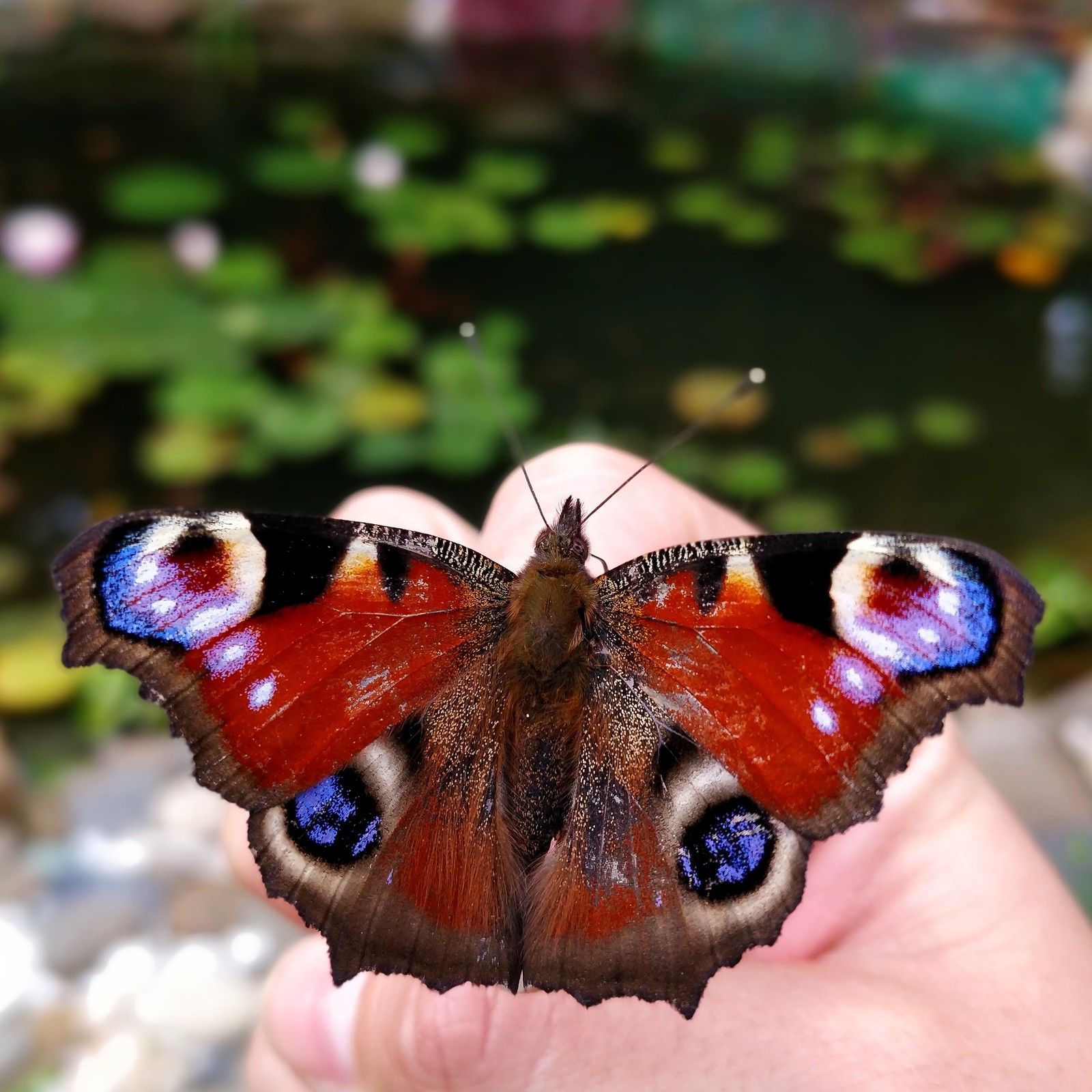Бабочки в московской области названия и фото