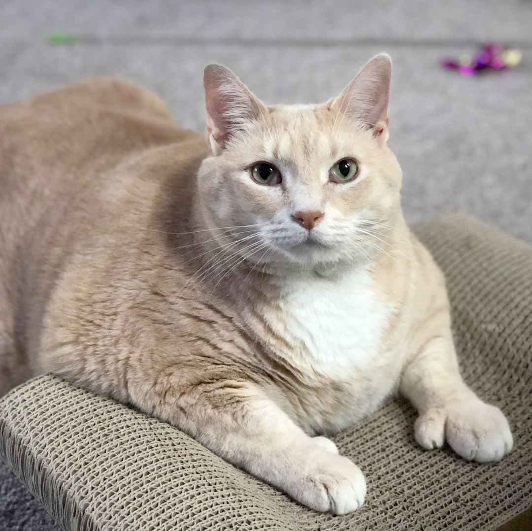 Meet this plump guy's name is Bronson. Today we took him from the shelter and start a long journey of losing weight - cat, Milota, Animals, Thick, It's a pity, Paws, Longpost, Thick, A pity